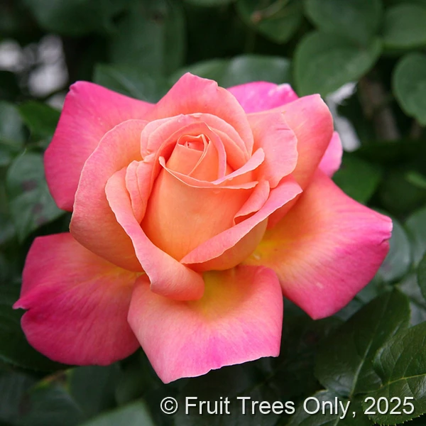 Chicago Peace rose