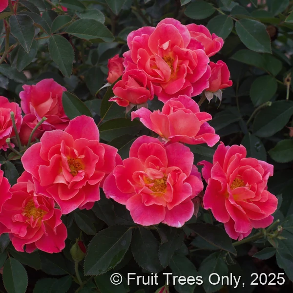 Coral Miracle rose