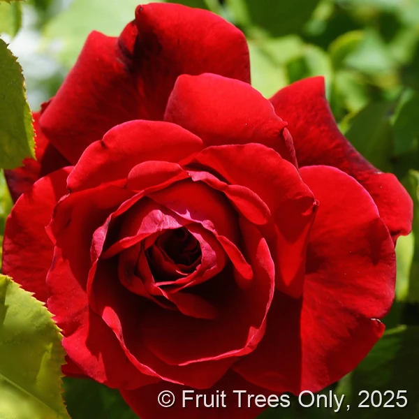 Climbing Don Juan rose
