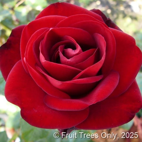 Forever Yours rose