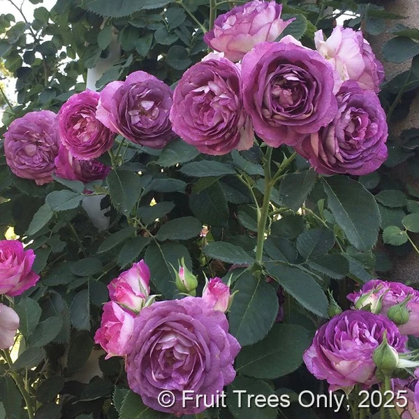Climbing Lavender Crush rose