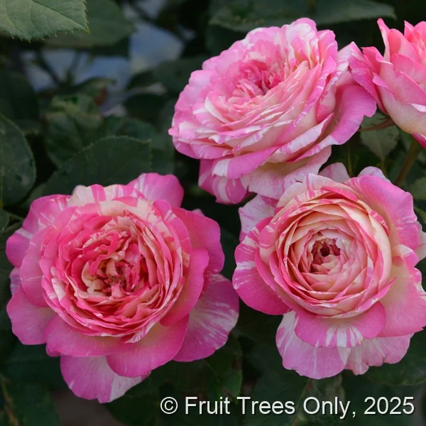 Marc Chagall rose