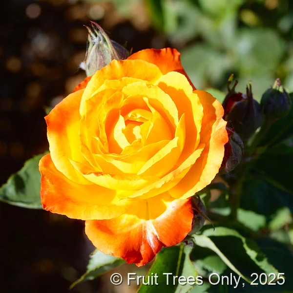 Climbing Piñata rose