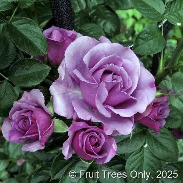 Climbing Quicksilver rose