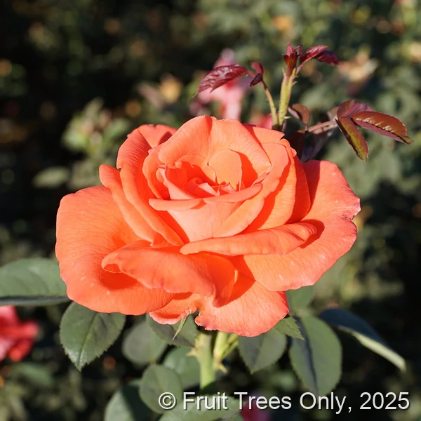 Tropicana rose