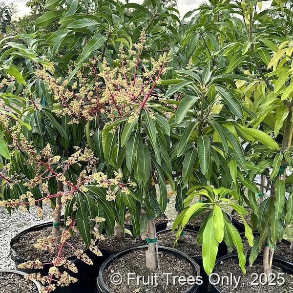 Sai Tong Mango