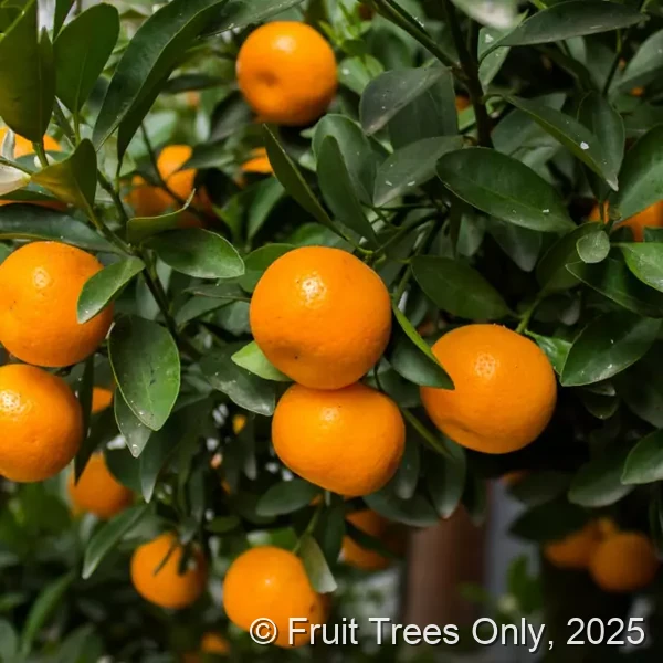Satsuma