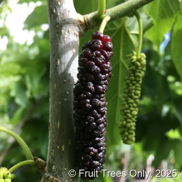 Shangri-La Mulberry