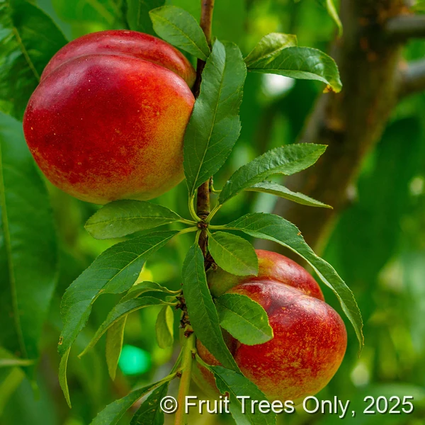 Sun Raycer Nectarine