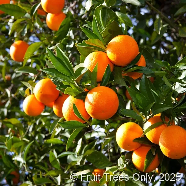 Temple Orange