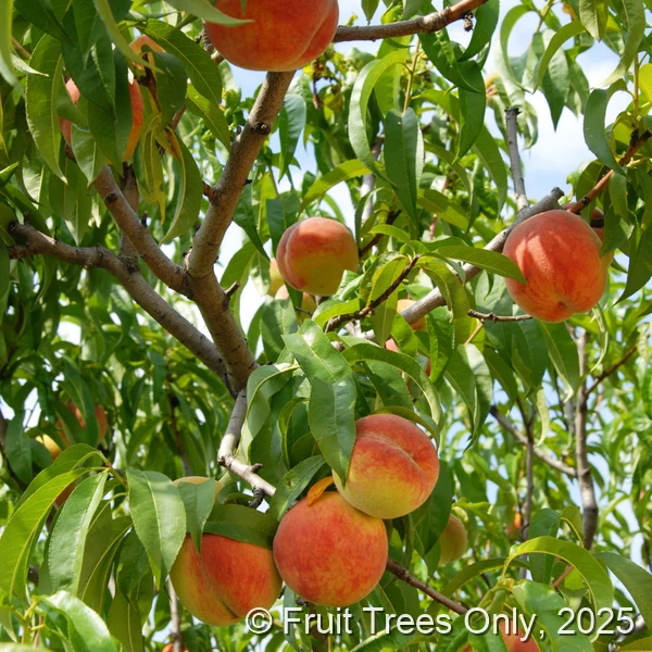 Tropic Beauty Peach