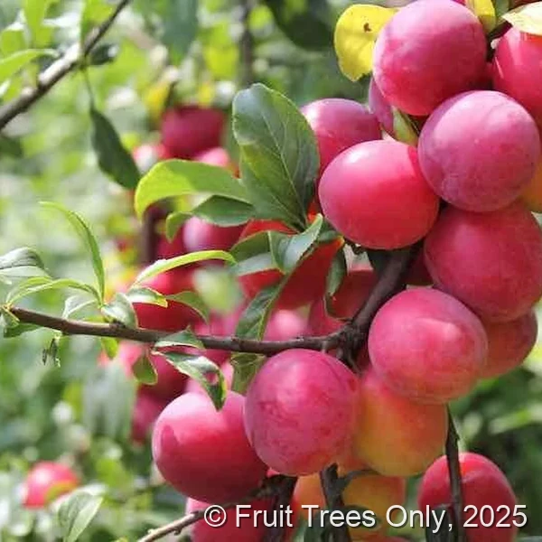 Tropic Beauty Plum