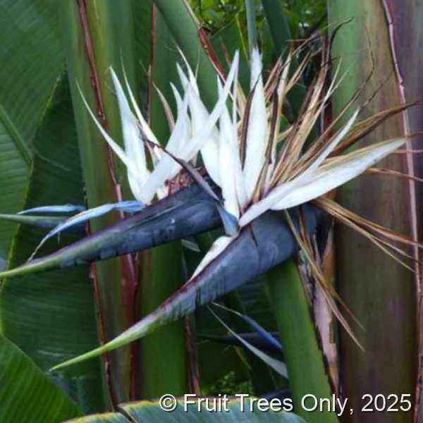 White Bird Of Paradise