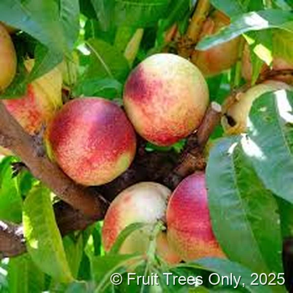 White Nectarine